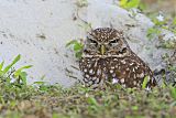 Burrowing Owl